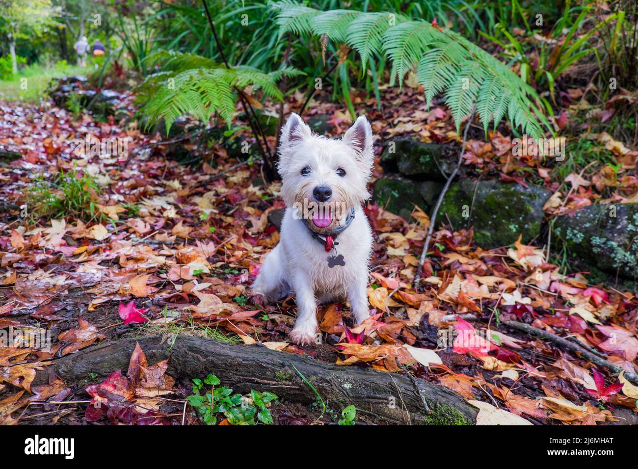 Happy weste West Highland terrier cane in autunno foresta con foglie in autunno Foto Stock