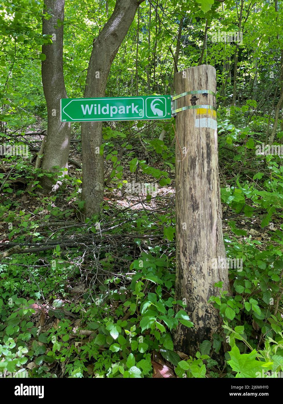 Accedi alla foresta indicando la strada per il parco degli animali, Wildpark. Feldkirch, Vorarlberg, Austria. Foto di alta qualità Foto Stock