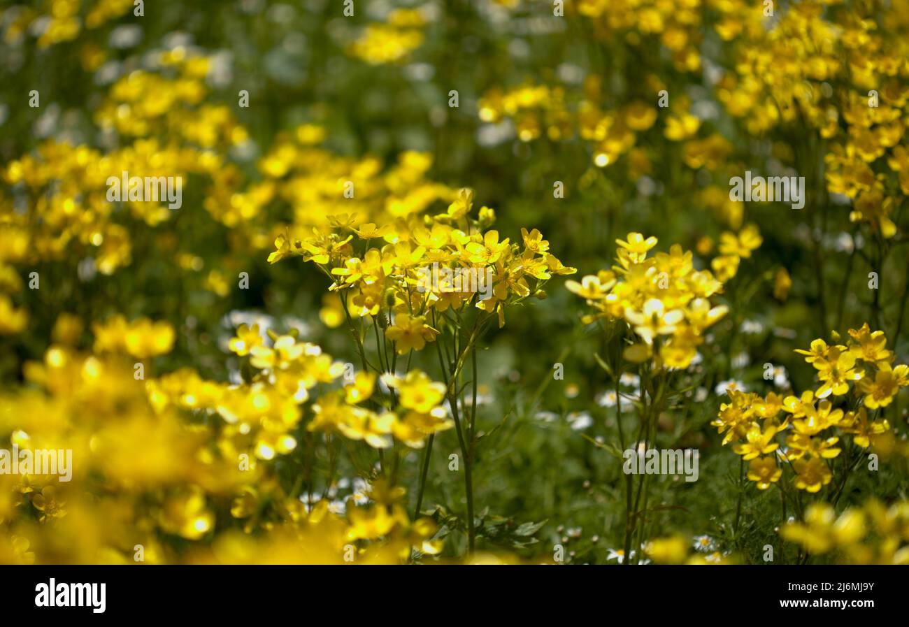 Flora di Gran Canaria - fiori gialli luminosi di Ranunculus cortusifolius, corona di farfalle canarino sfondo naturale macro floreale Foto Stock