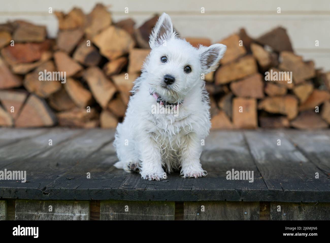 Carino weste West Highland terrier cucciolo a 2 mesi con testa inclinata sul ponte con legna Foto Stock