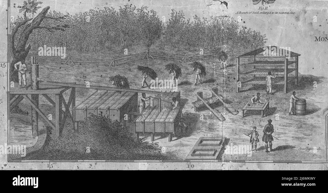 Indigo Processing in South Carolina nel 18th secolo. Il lavoro è stato fatto quasi interamente da schiavi di discendenza africana & i nativi americani Foto Stock