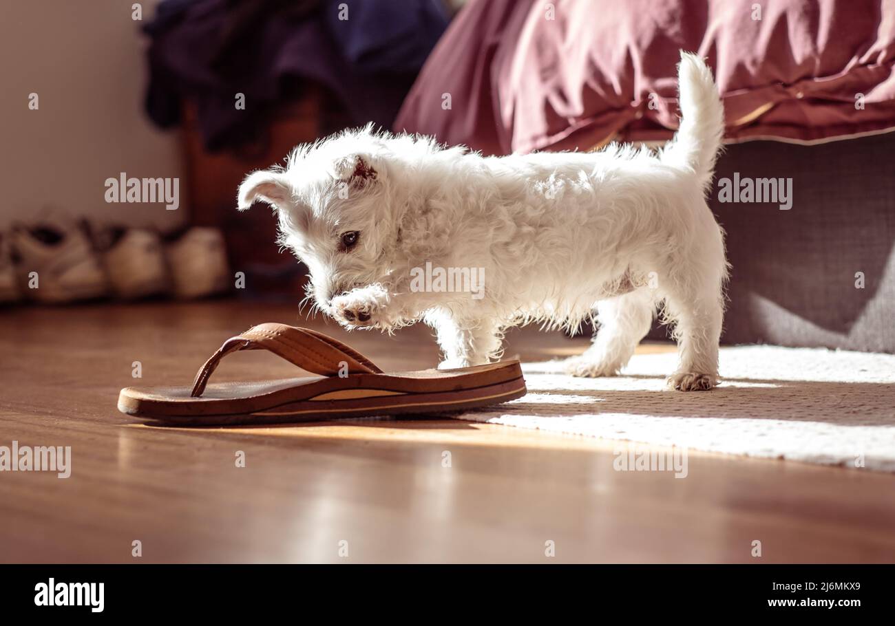 Cucciolo di testie che gioca con una scarpa - West Highland Terrier e sandalo in una camera da letto Foto Stock
