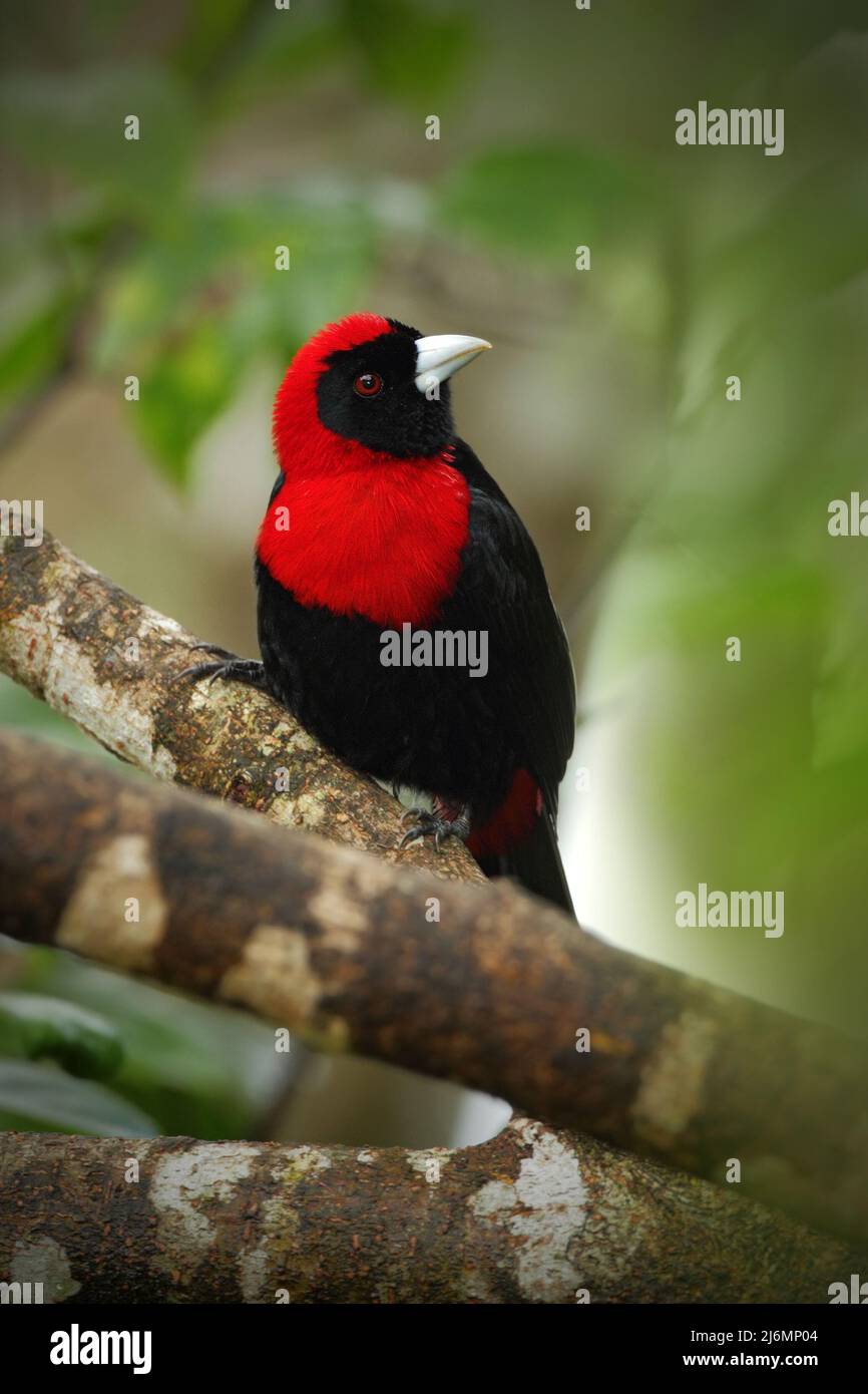 Crimson-Collared Tanager, Ramphocelus sanguinolentus, tropi esotici rosso e nero uccello canzone forma Costa Rica, nel verde foresta habitat naturale Foto Stock