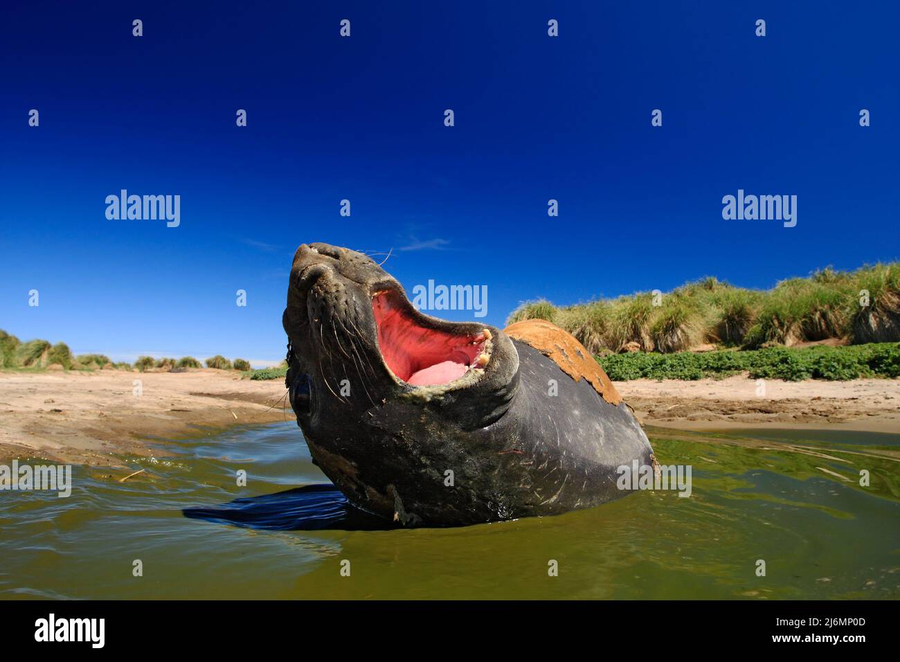 Sigillo dell'elefante con museruola aperta. Grande animale marino con bocca aperta. Elephant Seal sdraiato in stagno d'acqua, cielo blu scuro, Isole Falkland. Sigillo dell'elefante in t Foto Stock