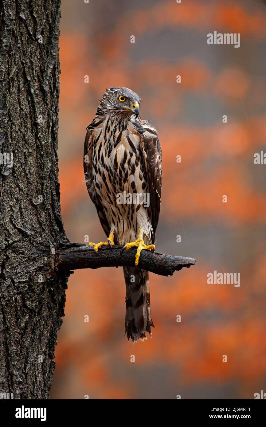 Goshawk, Accipiter gentilis, uccello di preda seduto OH il ramo in autunno foresta in background Foto Stock