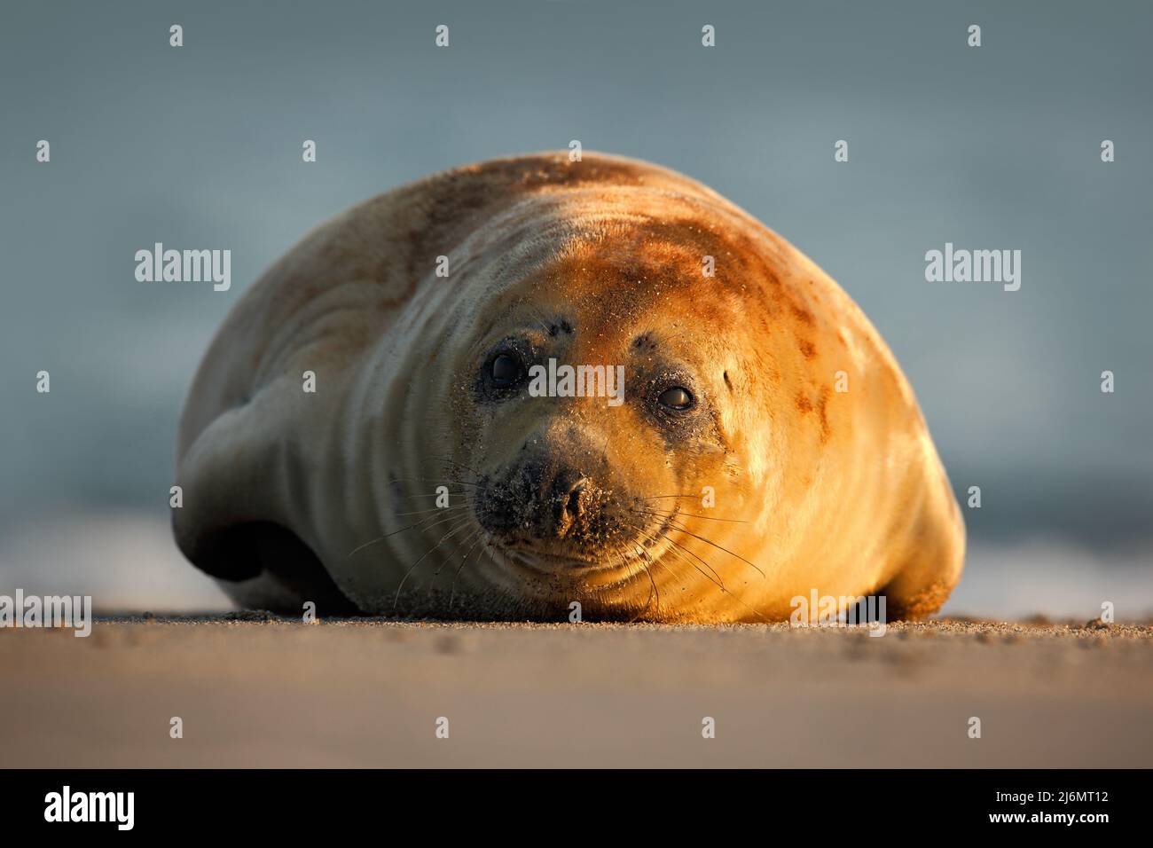 Atlantic Grey Seal, sulla spiaggia di sabbia, mare sullo sfondo, isola Helgoland, Germania Foto Stock