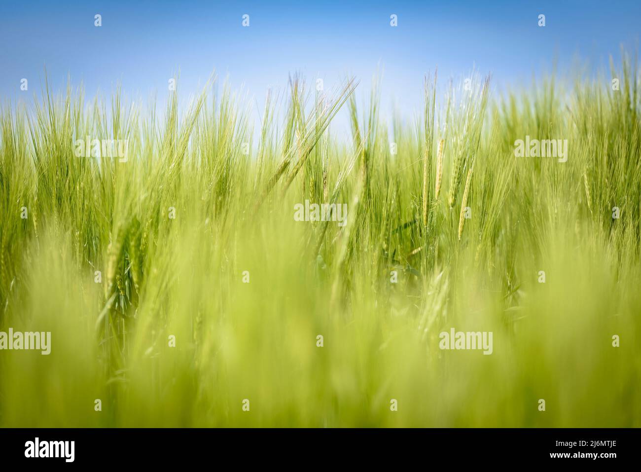 Dettagli delle spighe verdi di grano e orzo in primavera nel bacino della Conca d'Òdena (Anoia, Barcellona, Catalogna, Spagna) ESP: Detalles de espigas de tigo Foto Stock