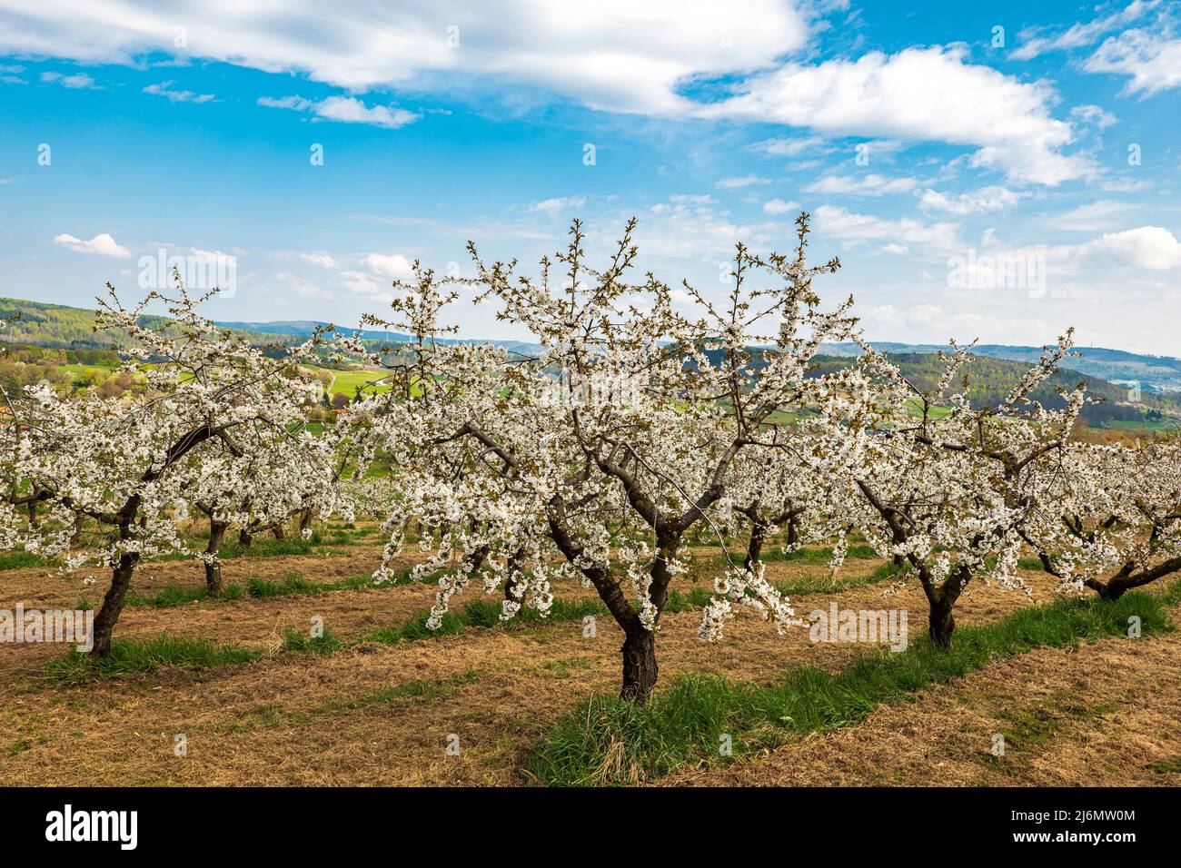 Vista di una piantagione di ciliegi a basso gambo, in fiore bianco con un bellissimo paesaggio Foto Stock