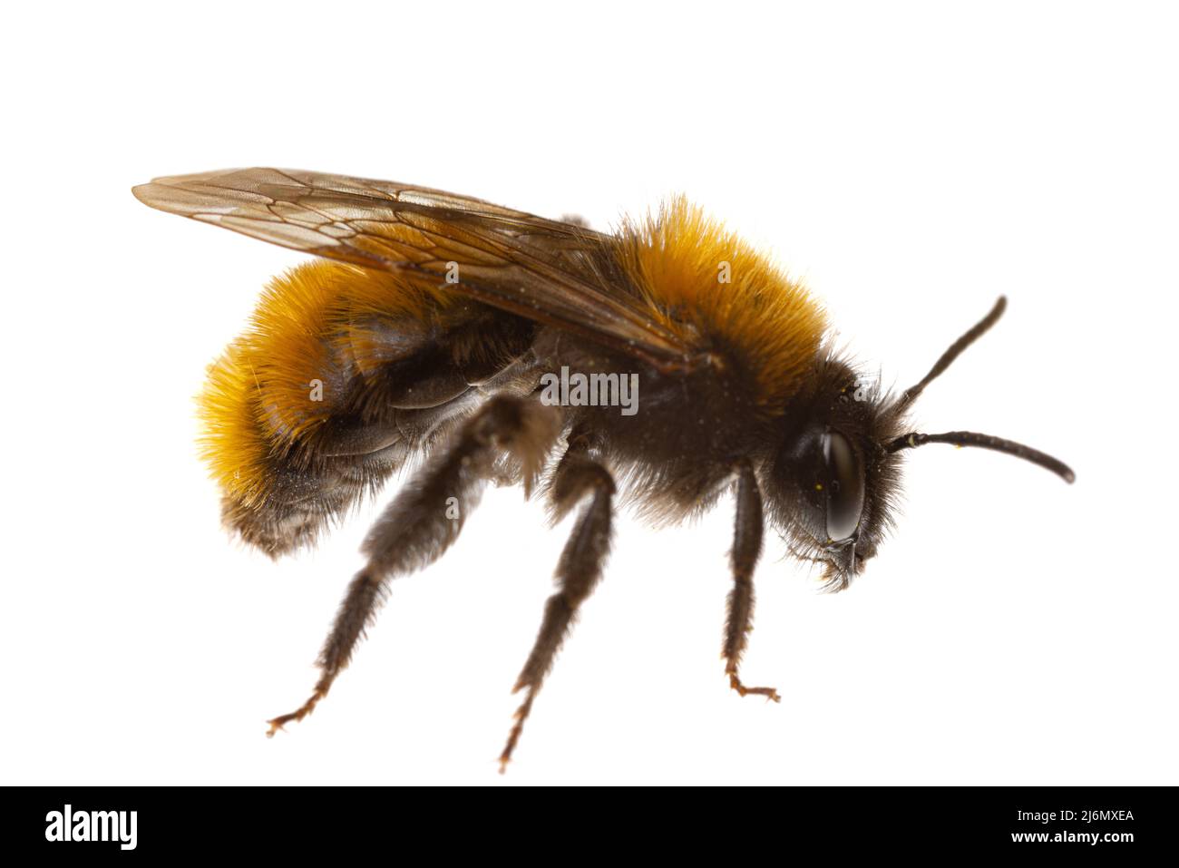 Insetti d'europa - api: Macro di femmina di ape da miniera (Andrena fulva tedesco Rottelzige Sandbiene) isolato su sfondo bianco vista laterale Foto Stock