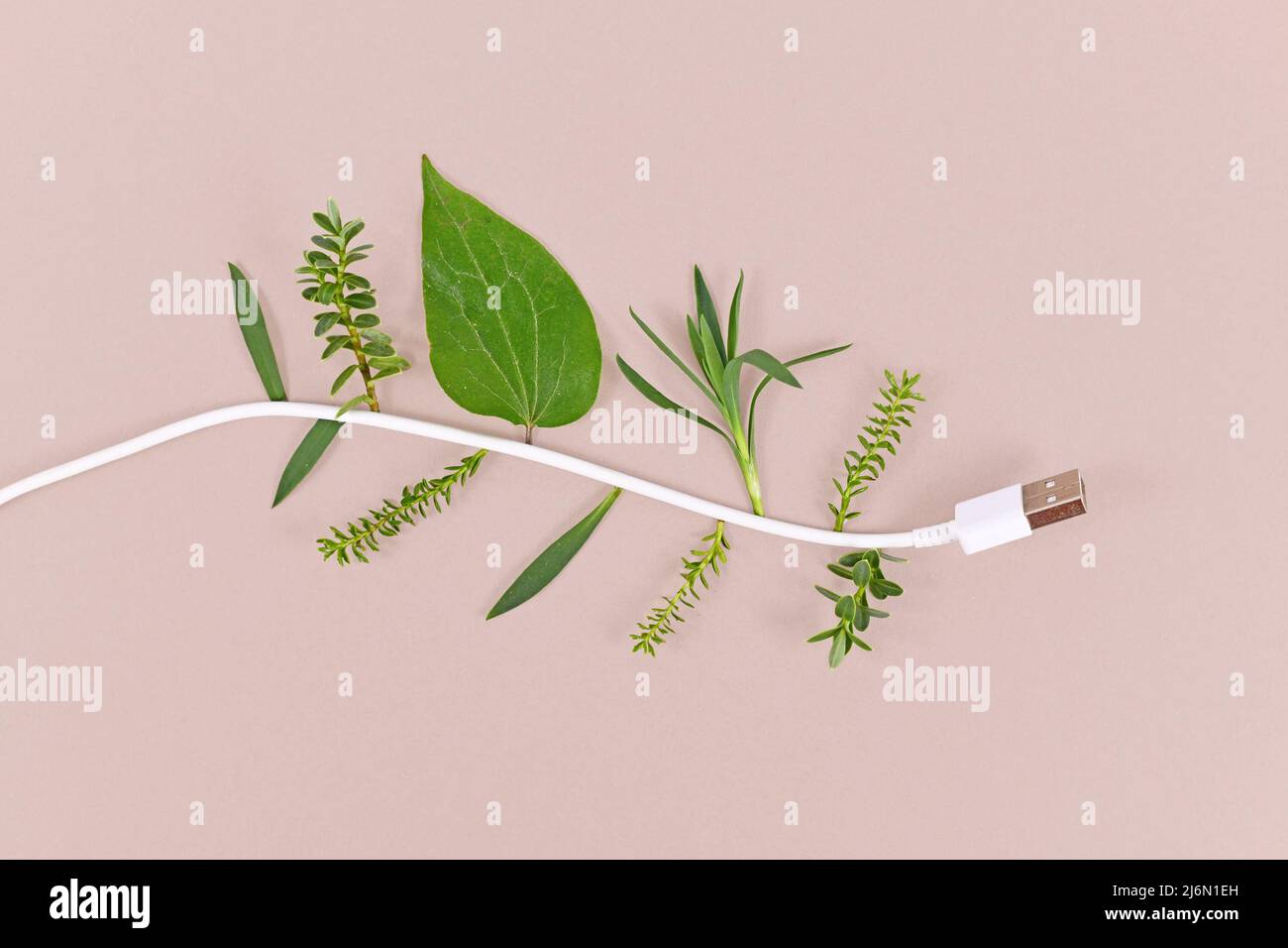 Concetto di energia rinnovabile con cavo di alimentazione USB con foglie naturali Foto Stock