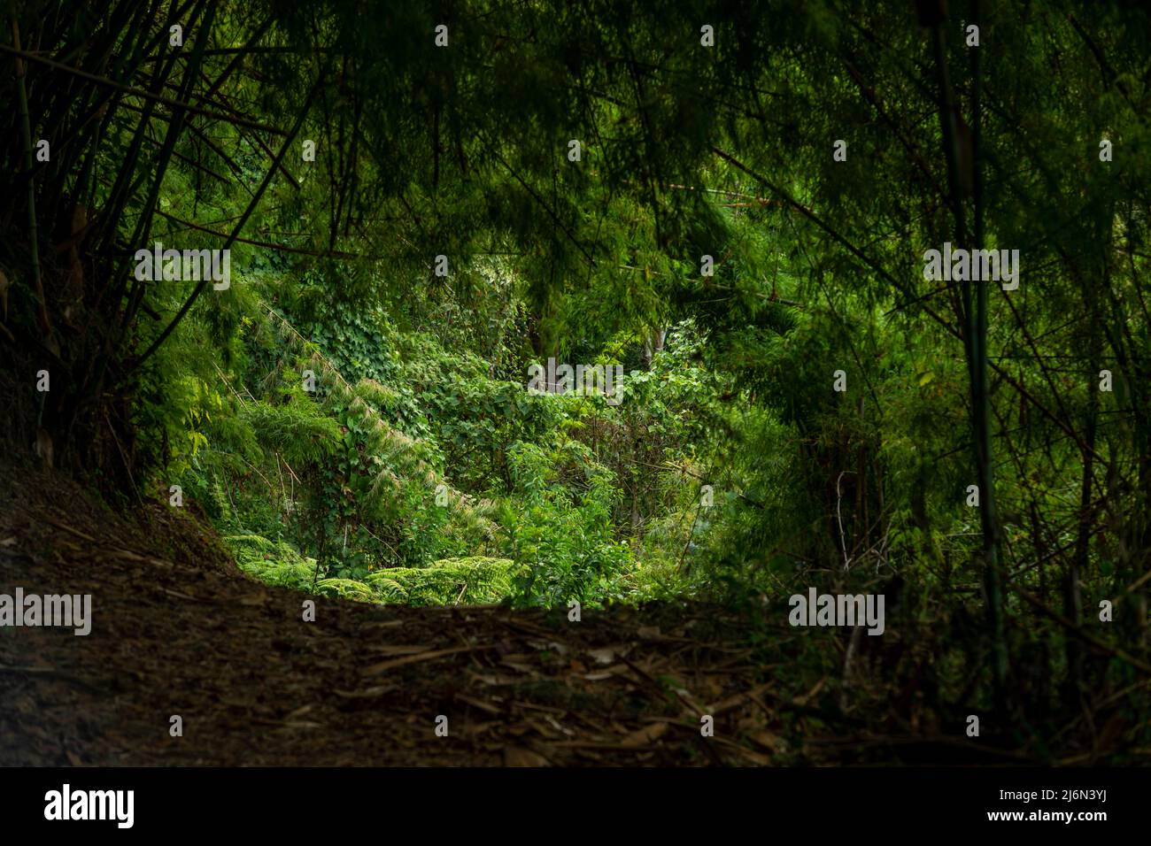 All'interno della foresta pluviale del parco nazionale di Volcan Baru; Provincia di Chiriqui; Panama; America Centrale Foto Stock