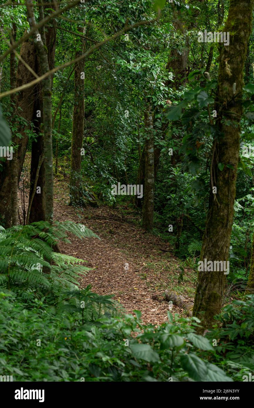All'interno della foresta pluviale del parco nazionale di Volcan Baru; Provincia di Chiriqui; Panama; America Centrale Foto Stock