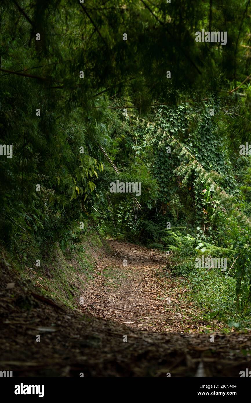 All'interno della foresta pluviale del parco nazionale di Volcan Baru; Provincia di Chiriqui; Panama; America Centrale Foto Stock