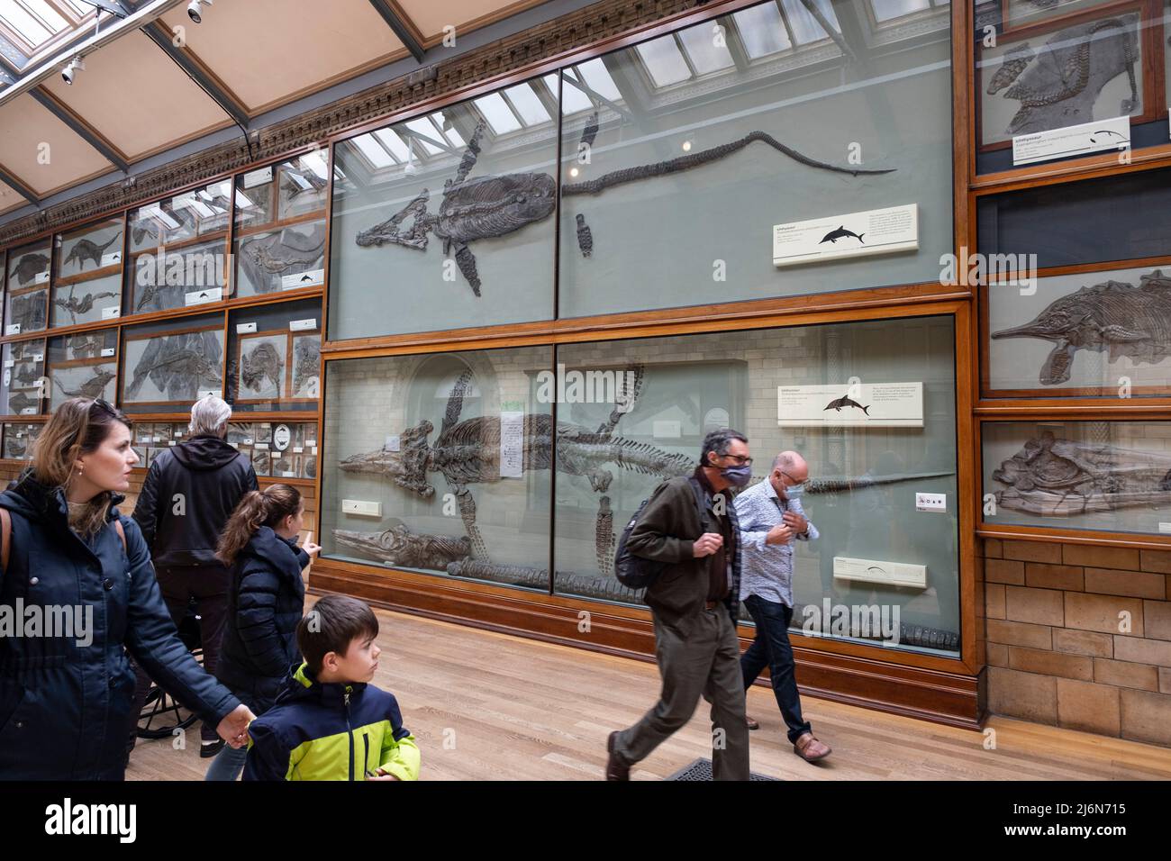 I visitatori interagiscono con i fossili di Ichthyosaurs al Natural History Museum il 27th aprile 2022 a Londra, Regno Unito. Gli ichtiosauri sono rettili marini di grandi dimensioni estinti che appartengono all'ordine noto come Ichthyosauria o Ichthyopterygia. Il museo espone una vasta gamma di esemplari provenienti da vari segmenti di storia naturale. Il museo ospita esemplari di scienze della vita e della terra, che comprendono circa 80 milioni di oggetti all'interno di cinque collezioni principali: Botanica, entomologia, mineralogia, paleontologia e zoologia. Il museo è un centro di ricerca specializzato in tassonomia, identificazione e conservazione. Foto Stock