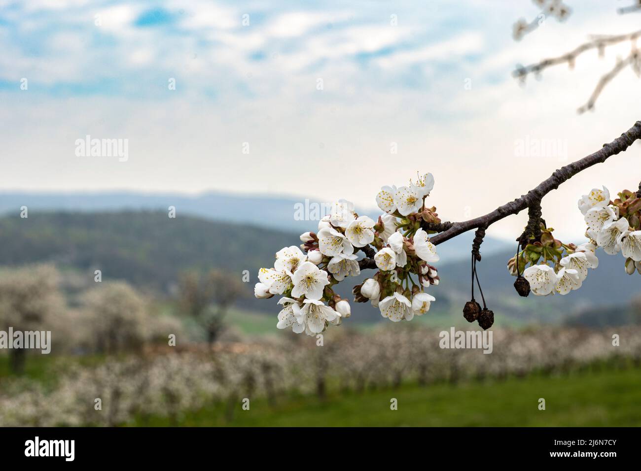 Primo piano di un ramo di ciliegia in fiore bianco, sullo sfondo una piantagione Foto Stock