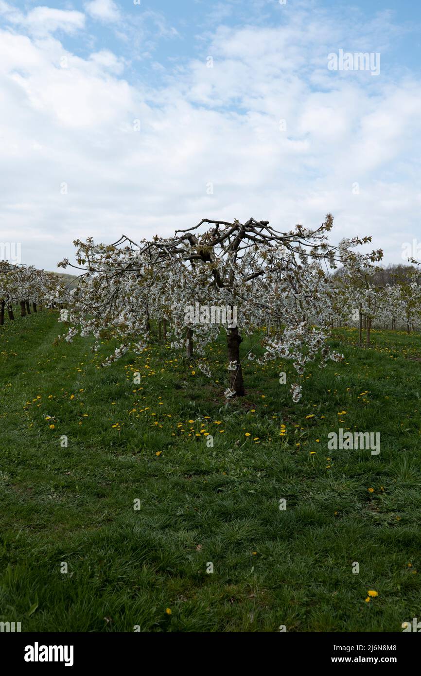 ciliegio a basso gambo in fiore in una piantagione di ciliegi Foto Stock