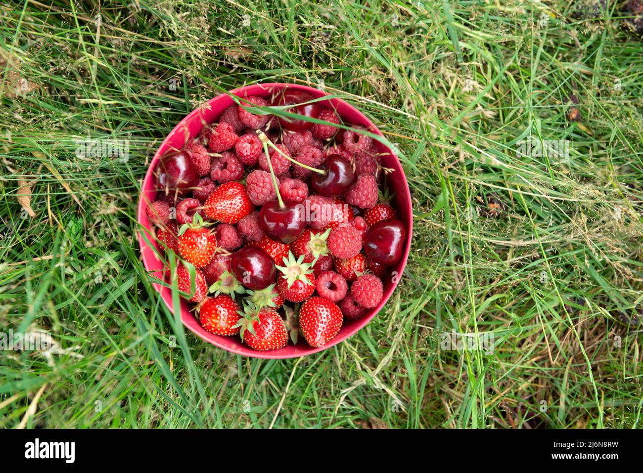 Vista dall'alto su una ciotola di fragole fresche, lamponi e ciliegie adagiate in un campo erboso Foto Stock