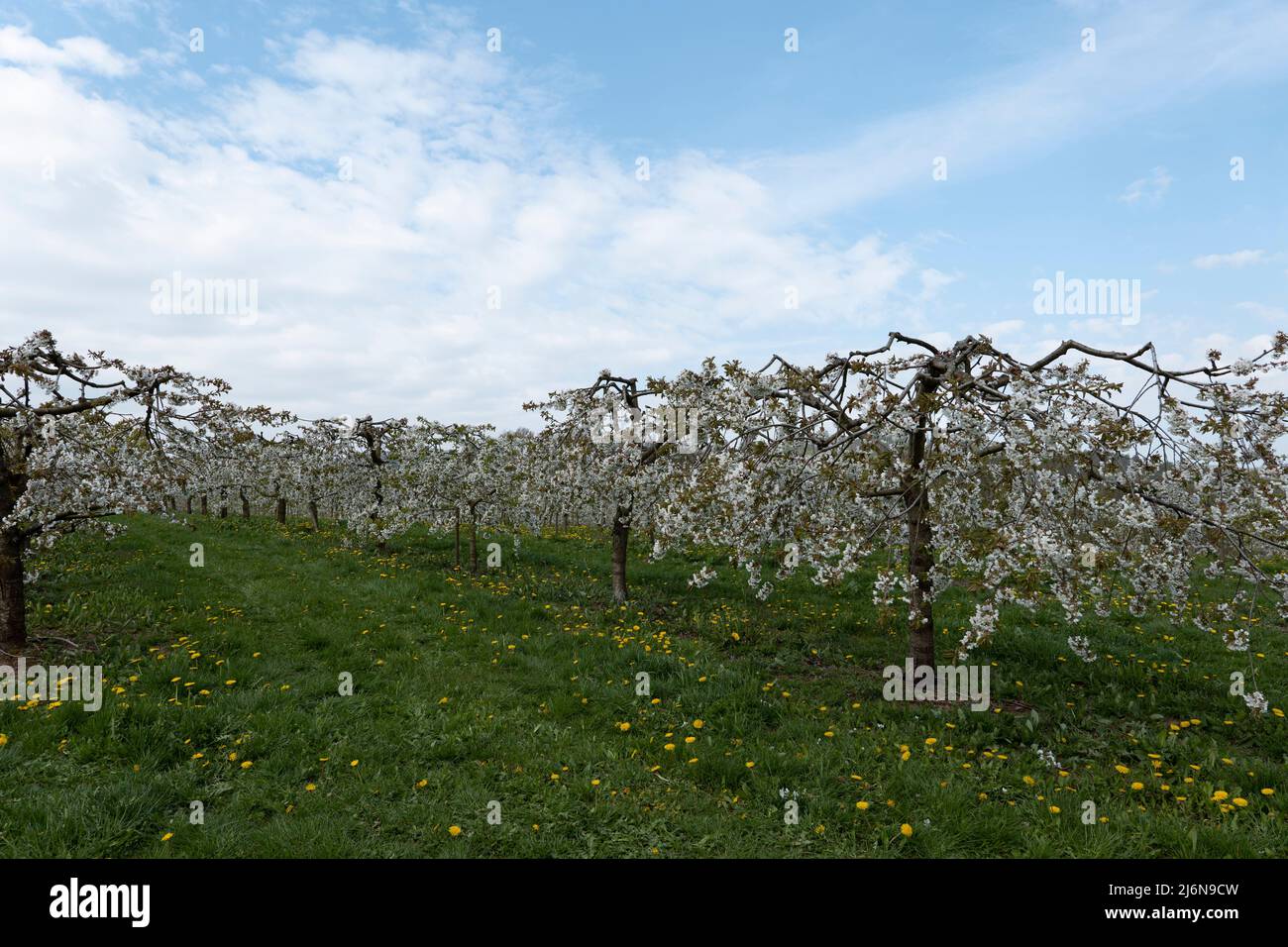 Vista attraverso una fila di alberi di ciliegio a basso fusto, fioriti di bianco in una piantagione Foto Stock