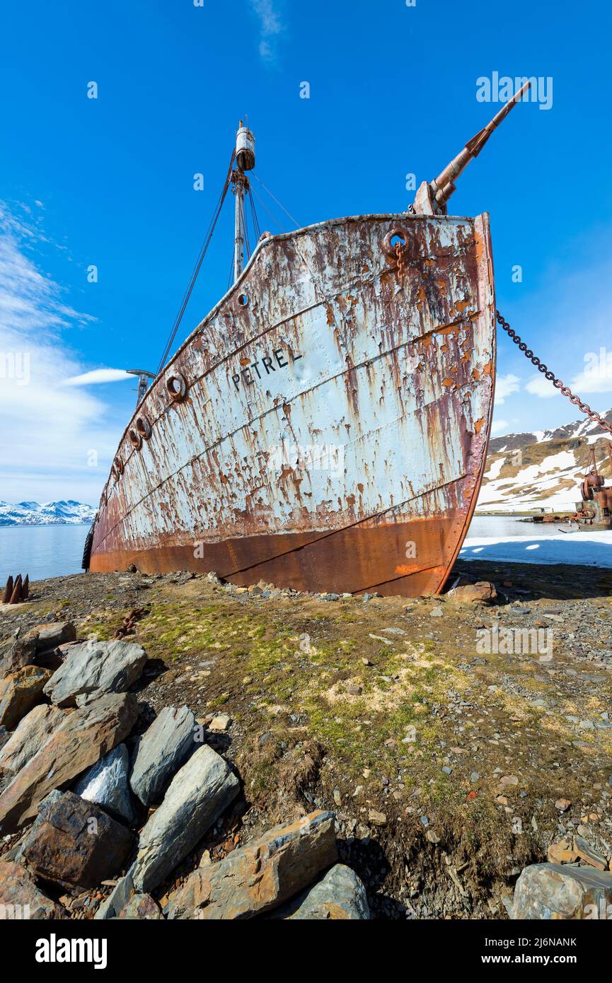 Relitto della nave di balena Petrel, ex stazione di caccia alle balene Grytviken, King Edward Cove, Georgia del Sud, Georgia del Sud e Isole Sandwich, Antartide Foto Stock