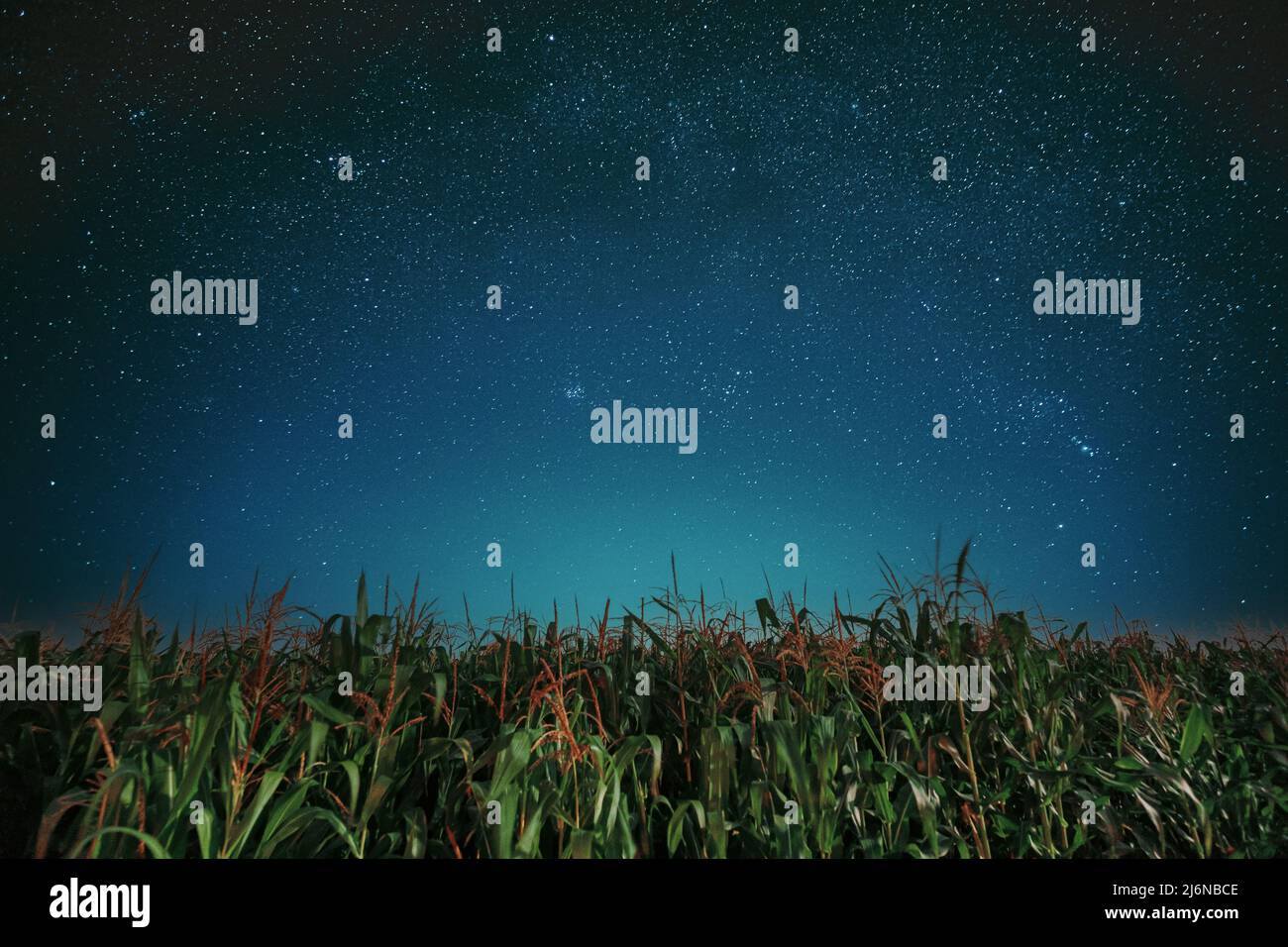 Via lattea Galassia Notte Starry Sky sopra mais campo piantagione. Stelle luminose naturali sopra il paesaggio rurale. Paesaggio agricolo sotto Starry Foto Stock