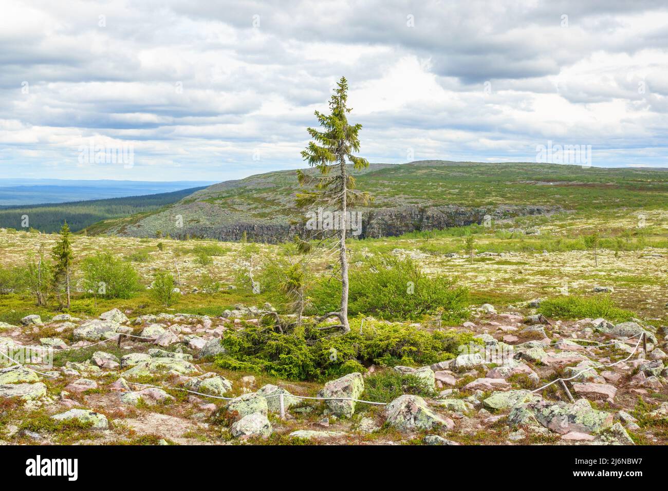 Il vecchio Tjikko ha guadagnato originariamente fama come l' albero più antico del mondo Foto Stock