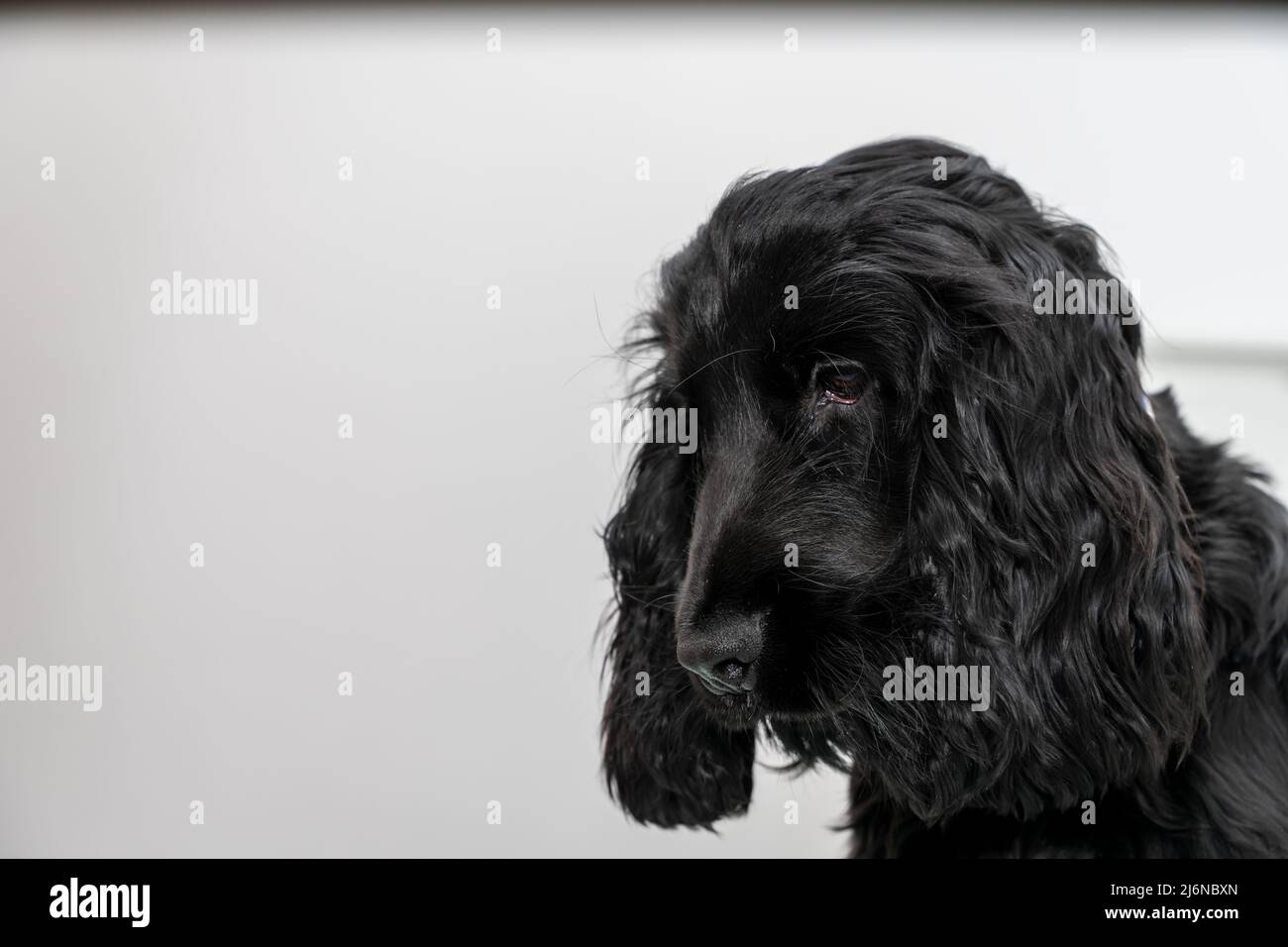 cane, cucciolo di cocker di quattro mesi Foto Stock