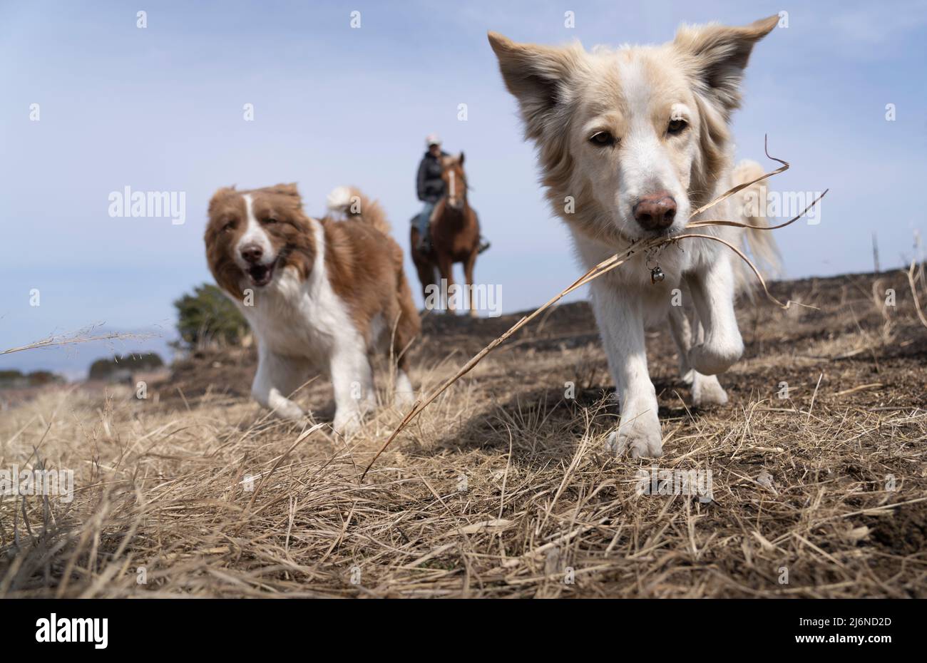 El patio Ranch, Frontier Horses, Aso, Kumamoto Kyushu, Giappone Foto Stock