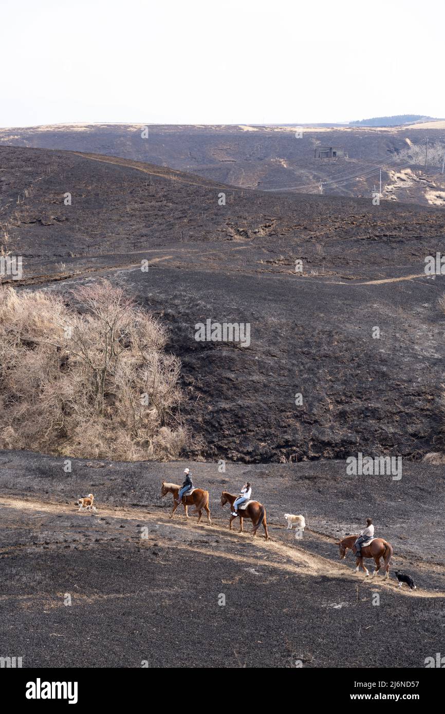 El patio Ranch, Frontier Horses, Aso, Kumamoto Kyushu, Giappone Foto Stock