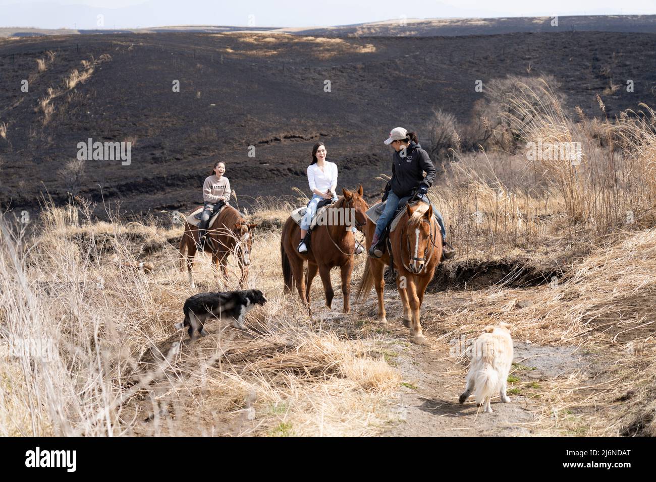 El patio Ranch, Frontier Horses, Aso, Kumamoto Kyushu, Giappone Foto Stock