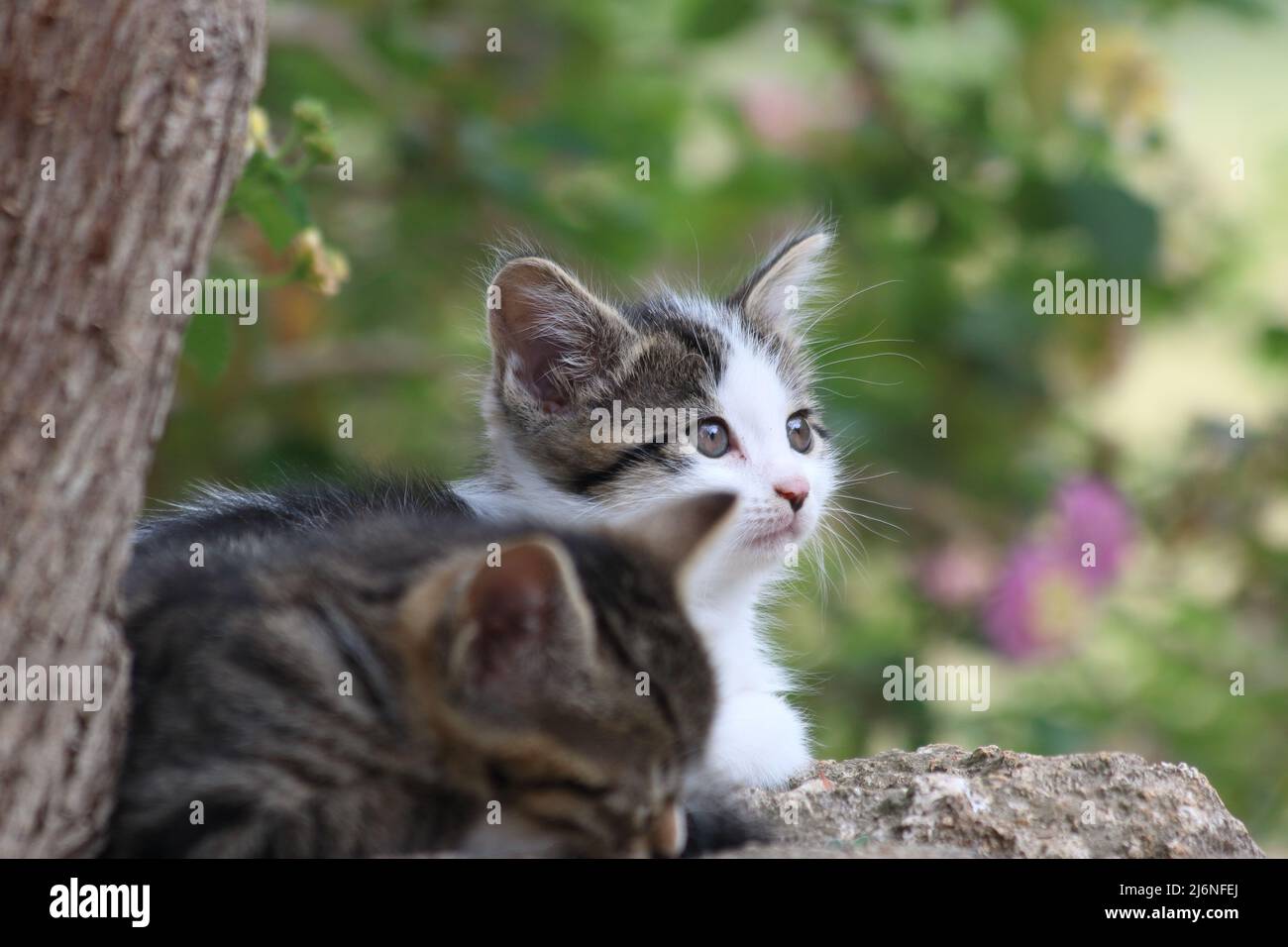 Gattini incantevoli in primavera Foto Stock