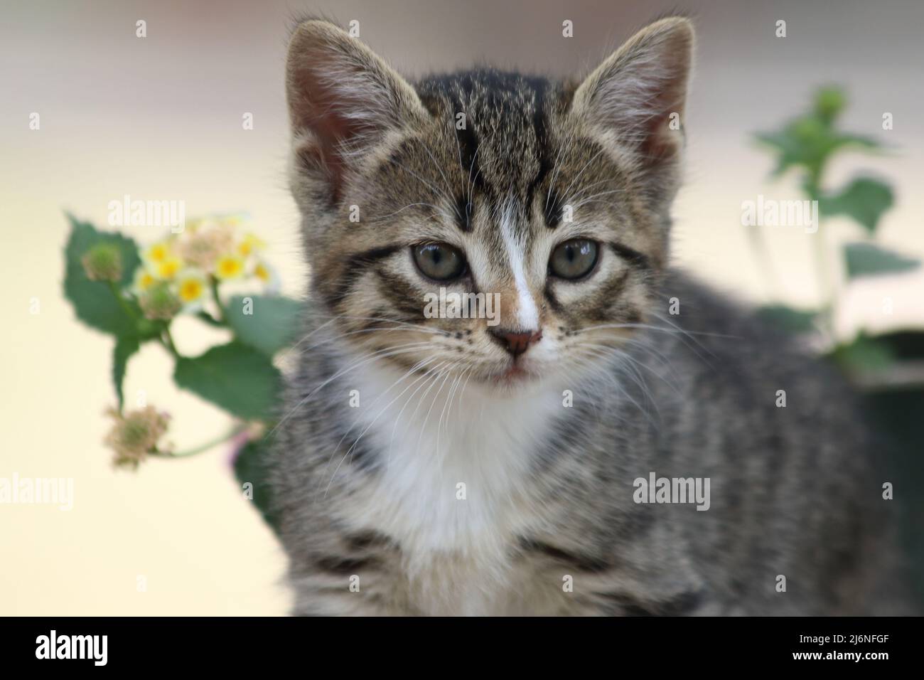 Giovane gattino tabby con petto bianco seduto vicino a fiori gialli e bianchi in luce naturale all'aperto. Bellissimi gattini in primavera Foto Stock