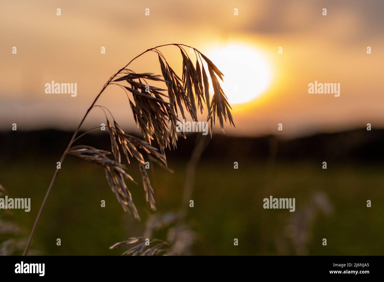 Sagoma dell'erba selvatica al tramonto in un campo tranquillo Foto Stock