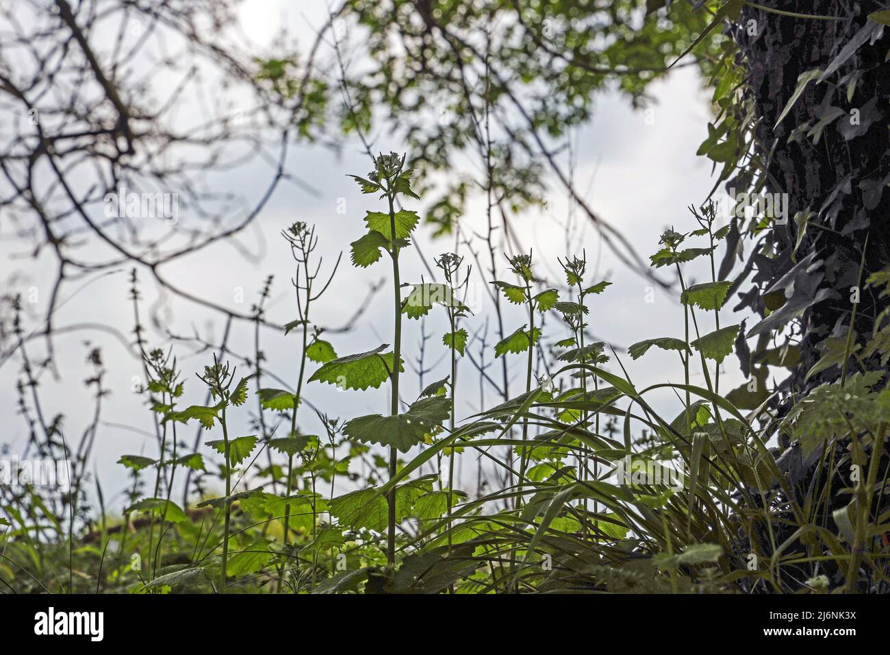 Hedgegrow si nettola contro la luce. Figura. White Dead Nettles. Foto Stock