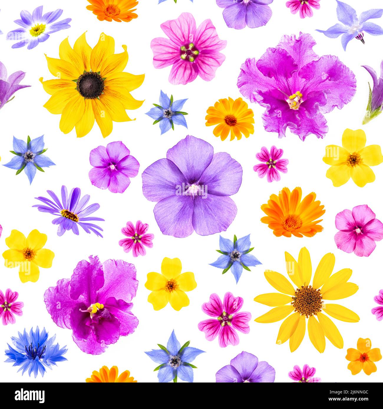 Motivo luminoso senza giunture di fiori colorati su sfondo bianco, come sfondo o texture. Primavera, estate carta da parati floreale per il tuo design. Vista dall'alto Foto Stock