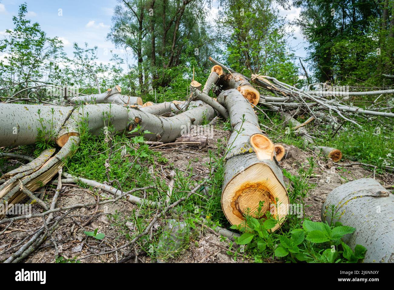 Vista della foresta cancellata. Vista ravvicinata dei tronchi di pioppo tagliati, prevista schiarificazione della foresta. Foto Stock