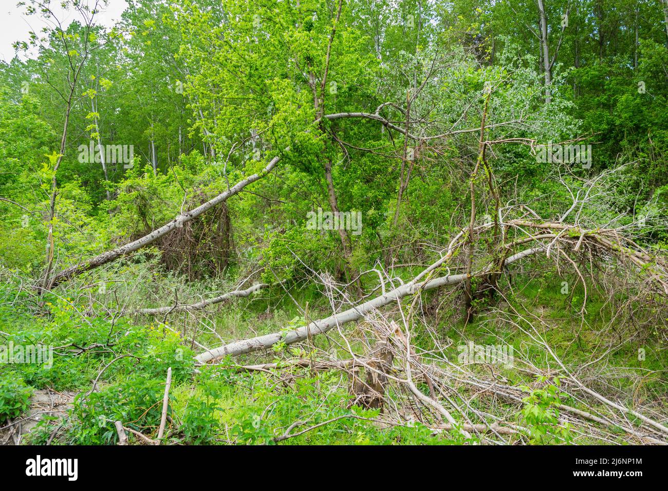 Vista della foresta cancellata. Vista ravvicinata dei tronchi di pioppo tagliati, prevista schiarificazione della foresta. Foto Stock