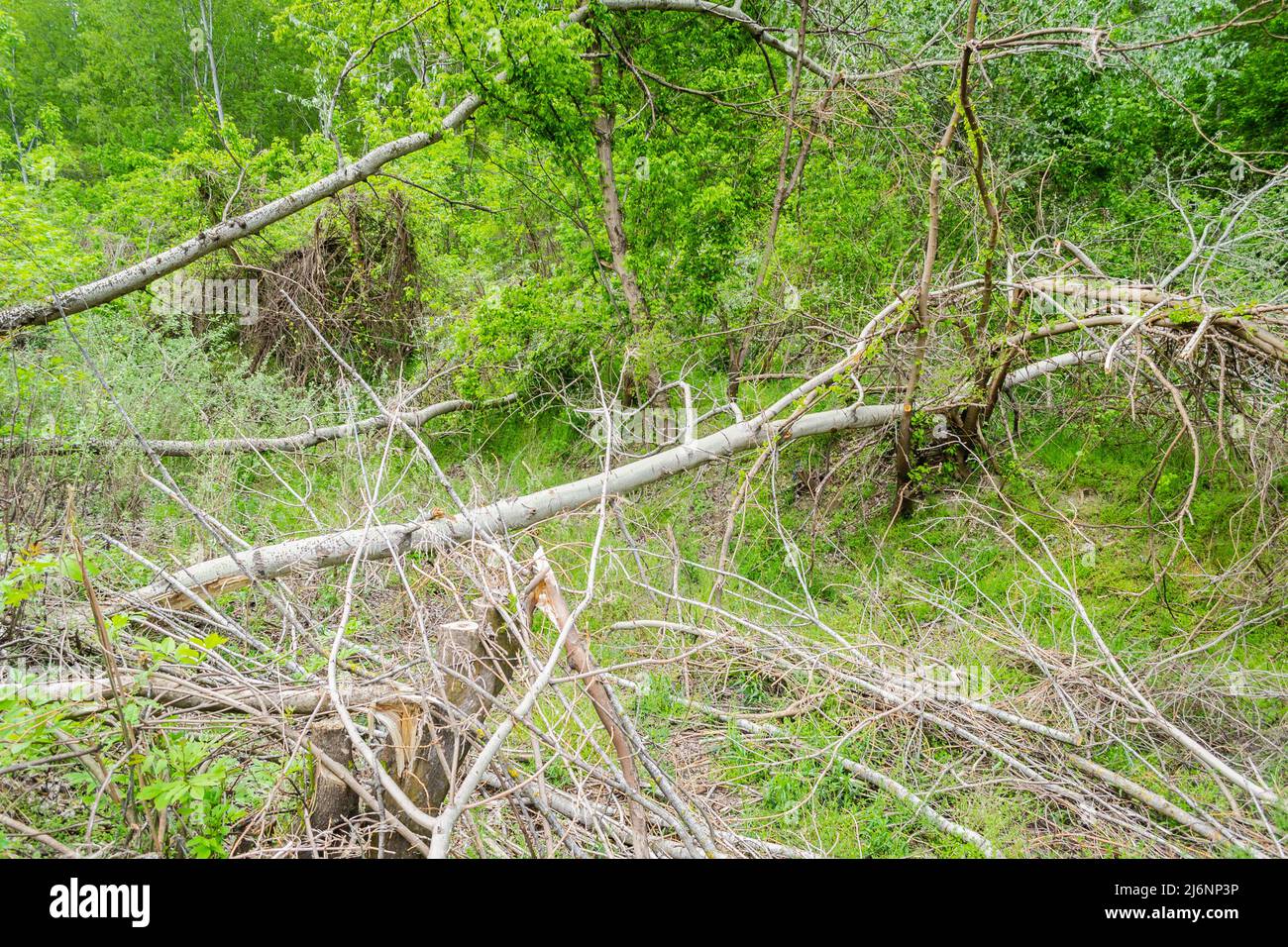 Vista della foresta cancellata. Vista ravvicinata dei tronchi di pioppo tagliati, prevista schiarificazione della foresta. Foto Stock