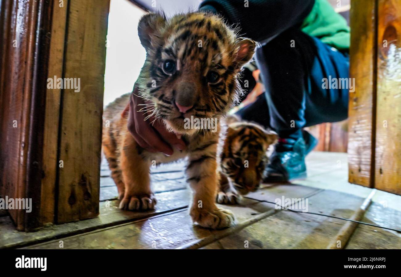 (220503) -- KUNMING, 3 maggio 2022 (Xinhua) -- i cuccioli delle tigri siberiane suonano allo Yunnan Wild Animal Park di Kunming, nella provincia di Yunnan, nel sud-ovest della Cina, il 3 maggio 2022. I quadruplets della tigre siberiana di un mese accolgono i visitatori al Parco animale selvatico di Yunnan durante la festa del Labor Day. (Xinhua/Jiang Wenyao) Foto Stock