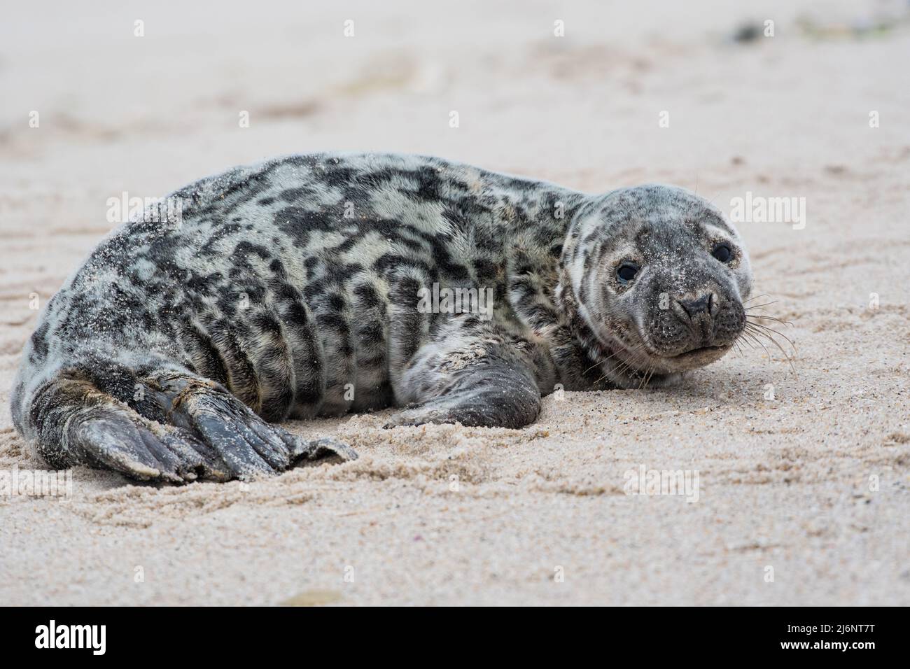 Gray Seal Pup sulla spiaggia di New York Foto Stock