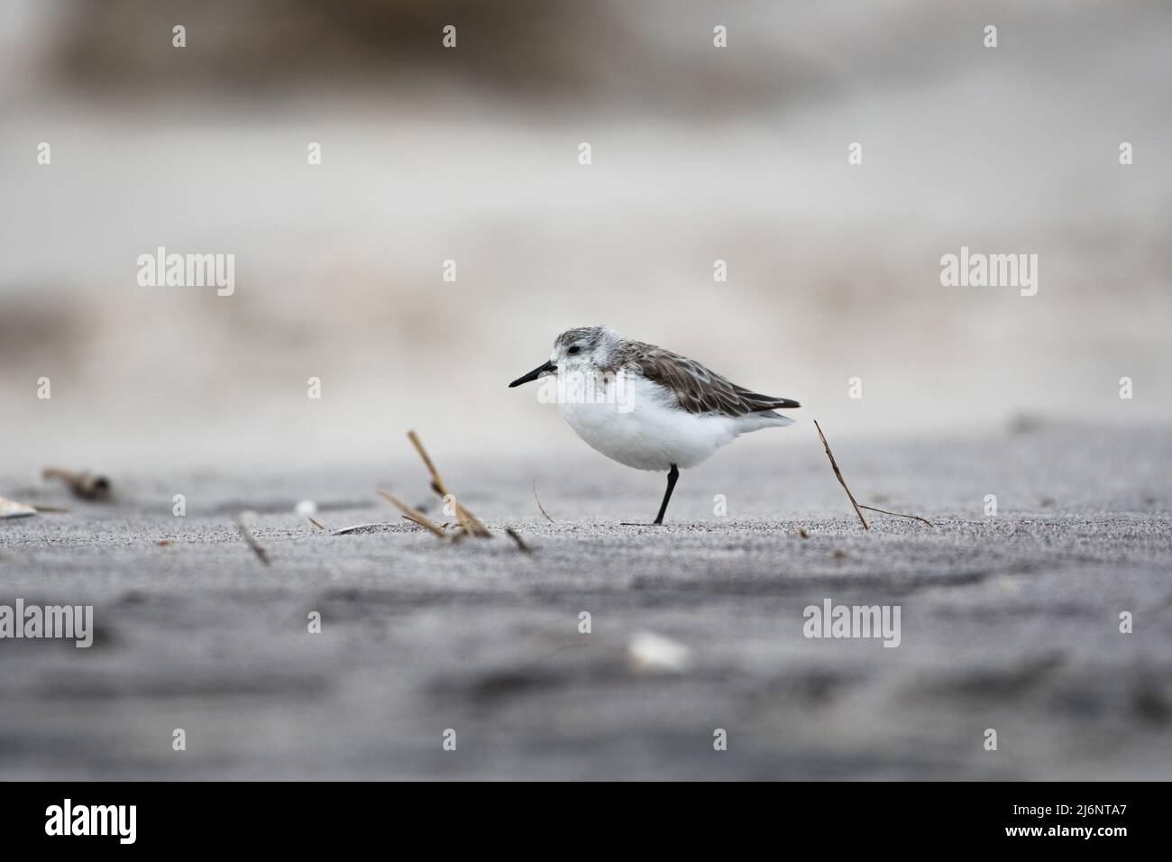 Sanderling sulla spiaggia di New York Foto Stock
