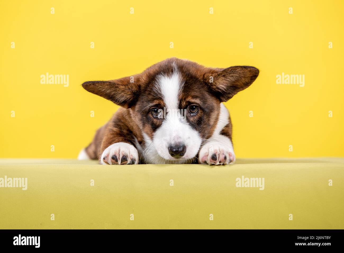 Cucciolo di corni gallese in studio su sfondo giallo Foto Stock