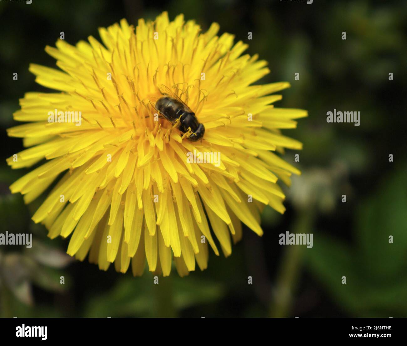 Ape seduto sul fiore di andelione Foto Stock