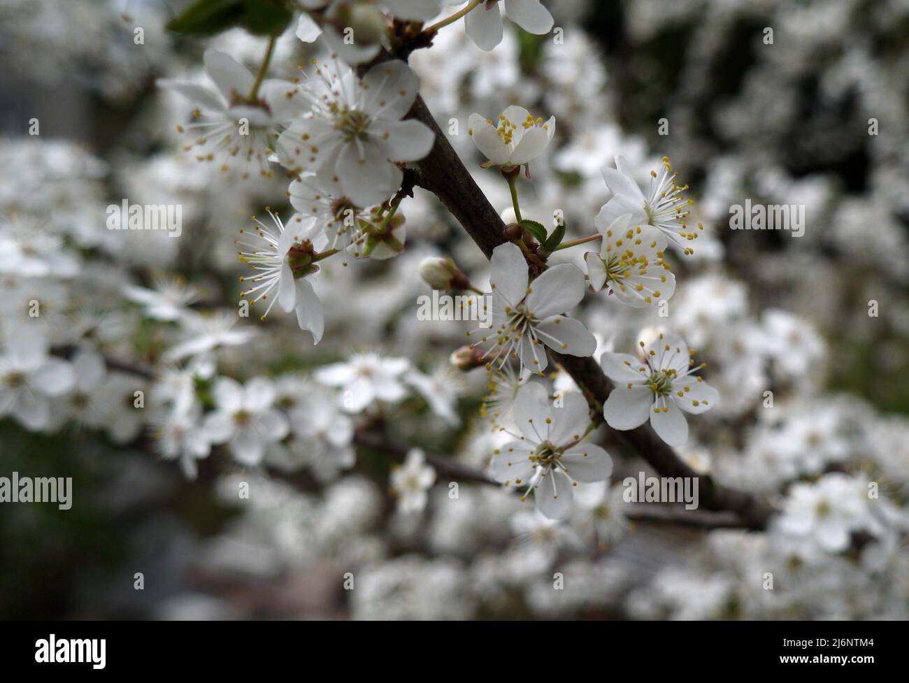 Fiori di noce sul primo piano albero. Macro di fiori primaverili bianchi. Foto Stock