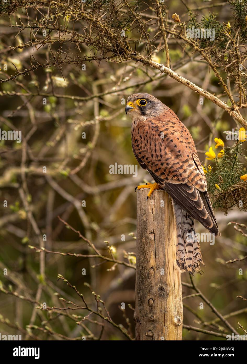 Primo piano immagine di un Kestrel appollaiato su un palo di legno Foto Stock