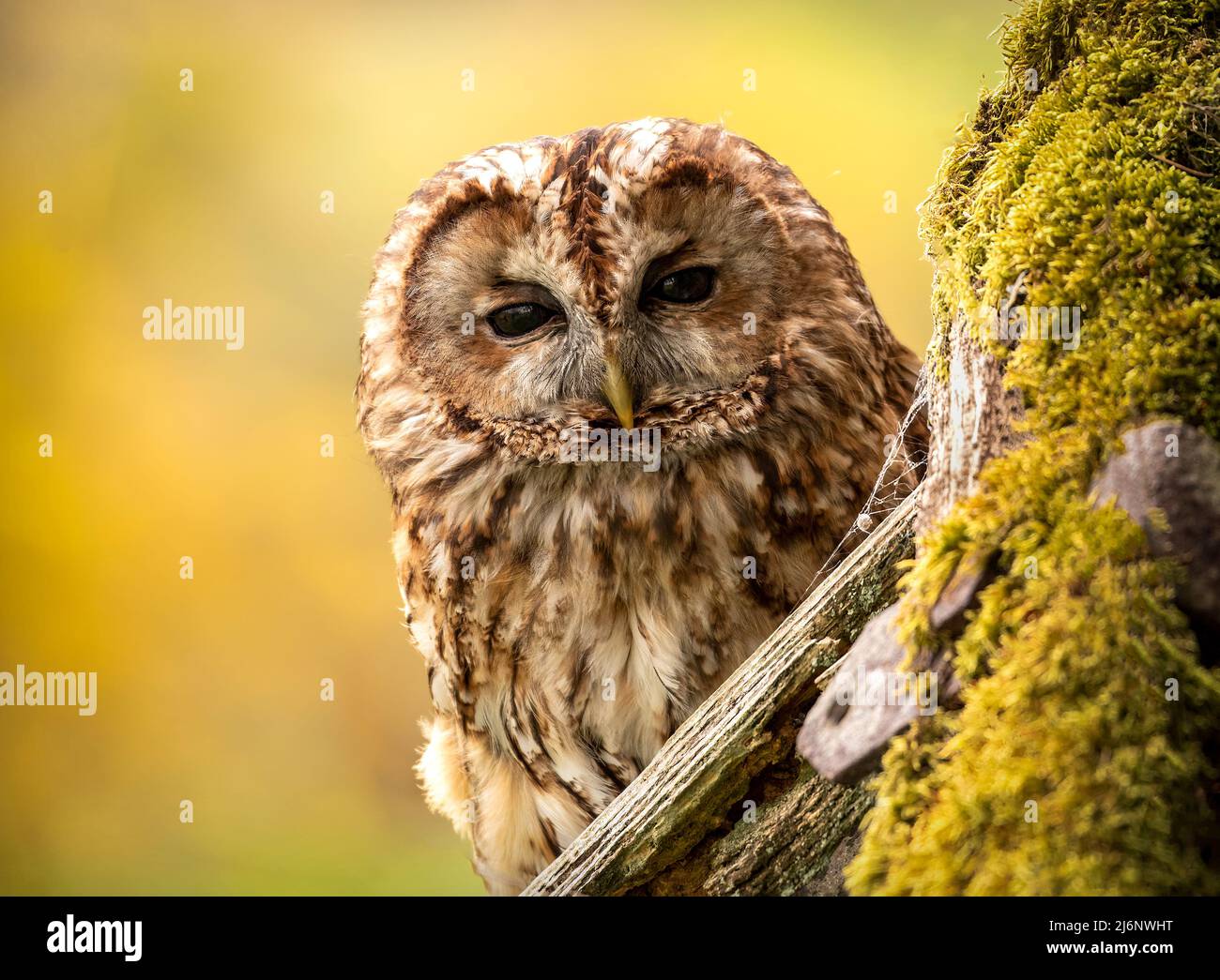 Primo piano immagine del gufo tawny fuori Foto Stock