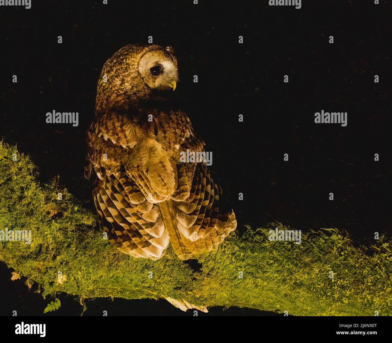 Gufo tawny di notte Foto Stock