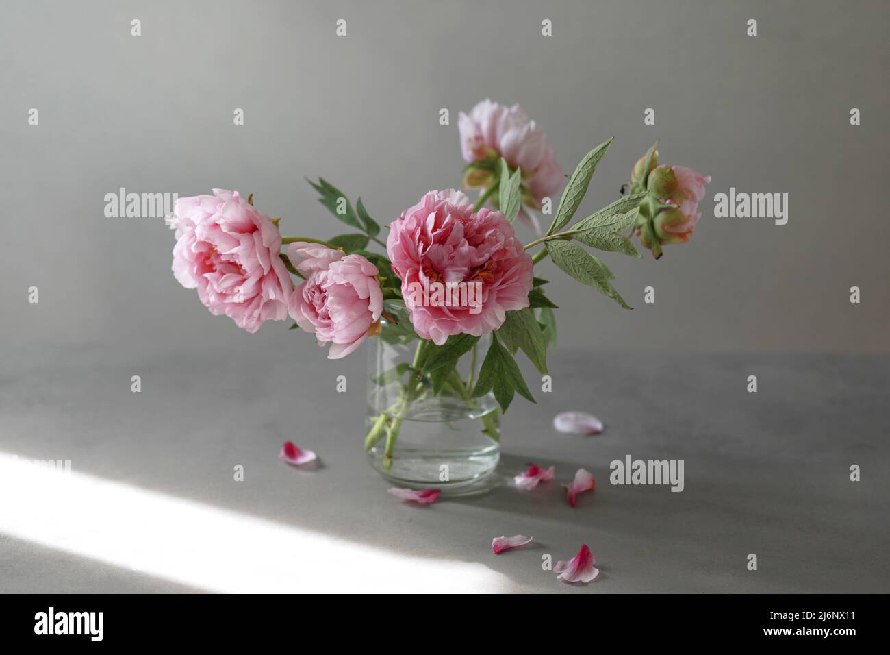 Bouquet di fiori di peonia rosa pastello in vaso di vetro su sfondo grigio. Foto Stock