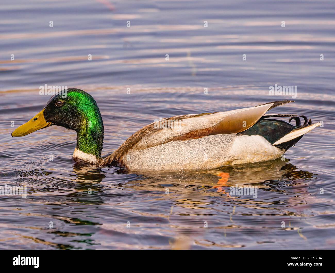Maschio di Mallard Duck Foto Stock