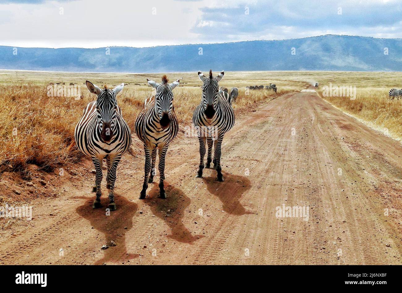 Un trio di zebre che blocca la strada - Tanzania. Foto di alta qualità Foto Stock