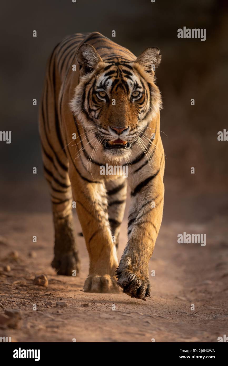 Una giovane tigre cammina su un sentiero safari nella zona 4 nel Parco Nazionale di Ranthambhore, Rajasthan, India Foto Stock